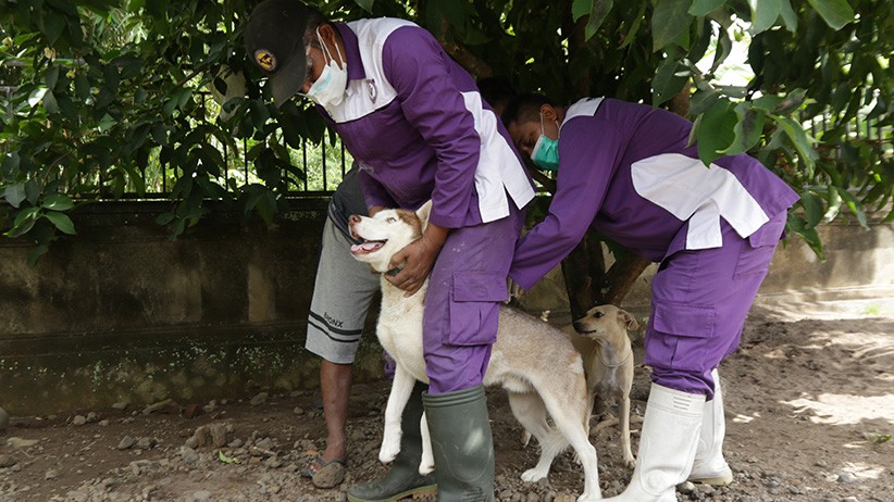 Layanan Vaksinasi Rabies untuk Hewan Peliharaan - Bagian 2