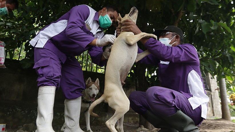 Layanan Vaksinasi Rabies untuk Hewan Peliharaan - Bagian 1