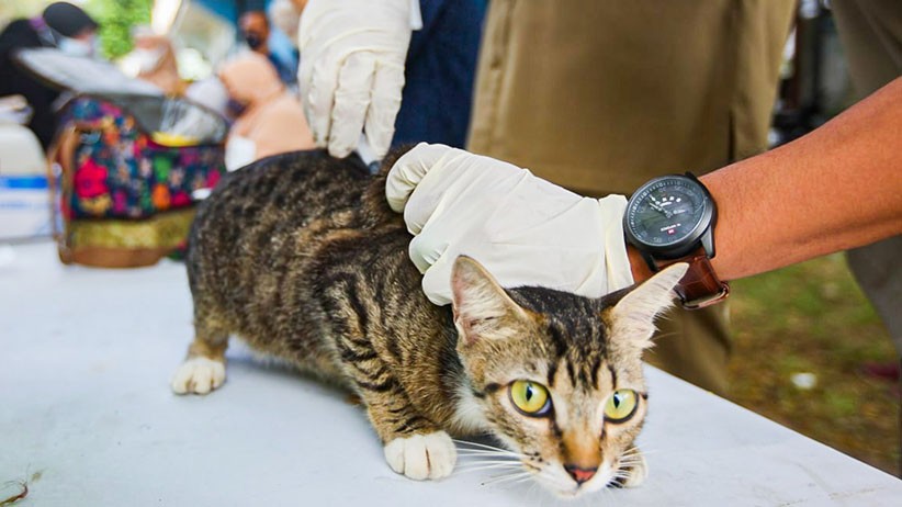 Vaksin Rabies Gratis untuk Hewan Peliharaan di Jakarta Selatan - Bagian 1
