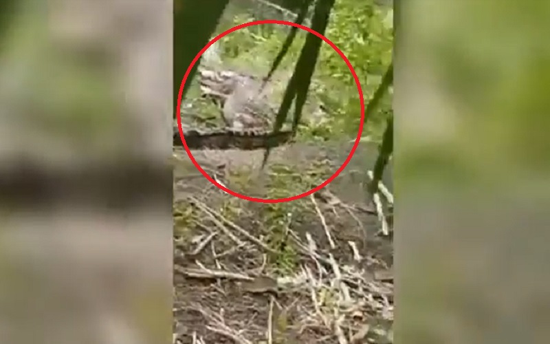 Viral Buaya Berjemur di Kebun Sawit Tertangkap Kamera Warga