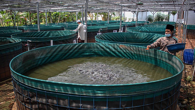 Budi Daya Ikan Lele Sistem Bioflok Hasil Swadaya Jemaah Masjid di Tangerang - Bagian 1