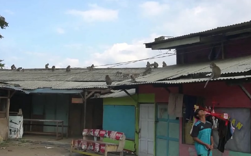 Diduga Kelaparan, Kawanan Kera Serbu Permukiman Warga di Padang