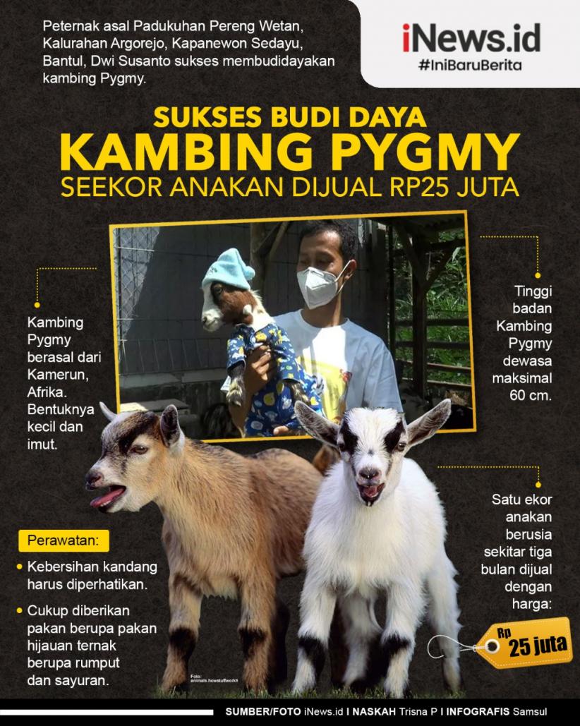 Infografis Warga Bantul Sukses Budi Daya Kambing Pygmy, Seekor Anakan Dijual Rp25 Juta