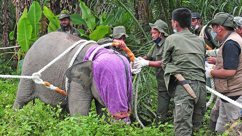 BKSDA Evakuasi Anak Gajah Korban Jerat Pemburu di Jambi - Bagian 3