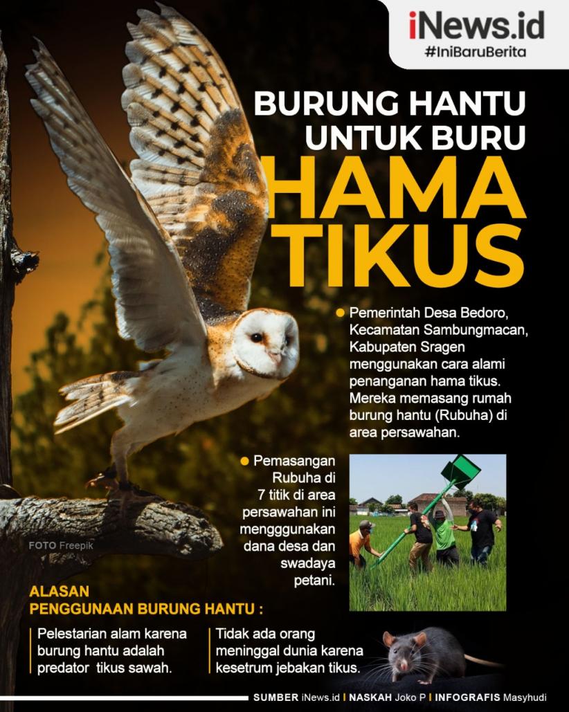 Infografis Burung Hantu Jadi Cara Alami untuk Buru Hama Tikus