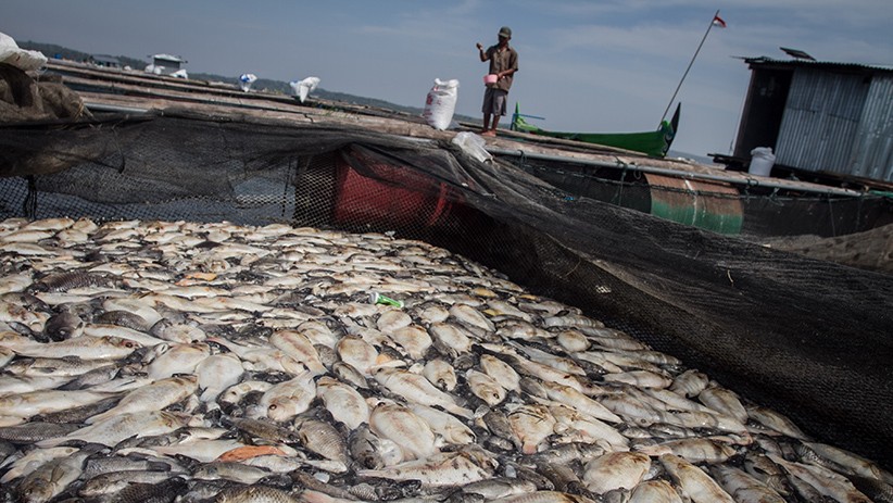 Ribuan Ikan Mati Mendadak di Waduk Kedung Ombo - Bagian 1