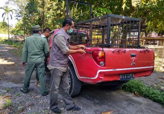 Kasus Harimau Terkam Remaja, BBKSDA Riau Pasang Box Trap di Siak
