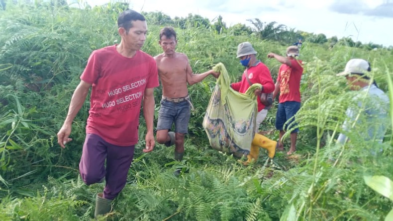 Konflik Harimau dan Manusia di Riau, 3 Bulan Terjadi 3 Serangan, 2 Orang Tewas