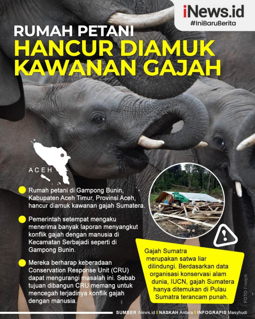 Infografis Rumah Petani Hancur Diamuk Kawanan Gajah