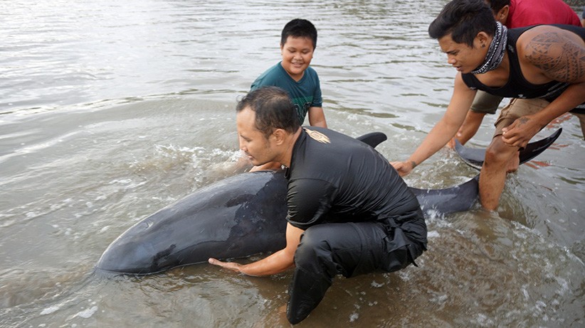 Penyelamatan Lumba-Lumba Terdampar di Pantai Sidem Tulungagung - Bagian 3
