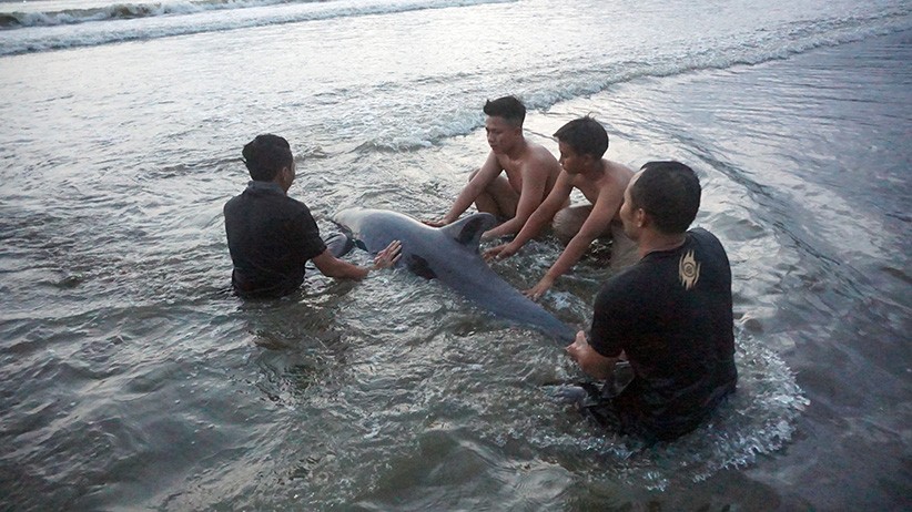 Penyelamatan Lumba-Lumba Terdampar di Pantai Sidem Tulungagung - Bagian 1