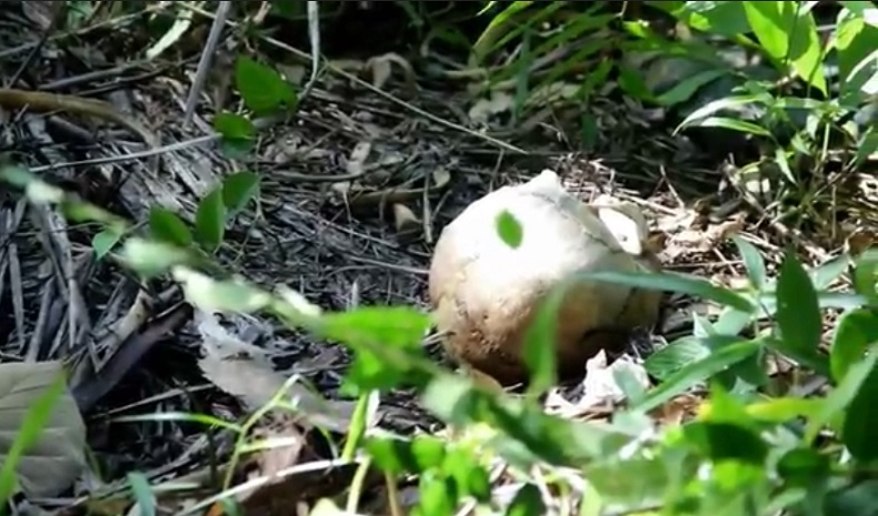 Cek Kebun Kopi, Warga Rejang Lebong malah Temukan Kerangka Manusia  