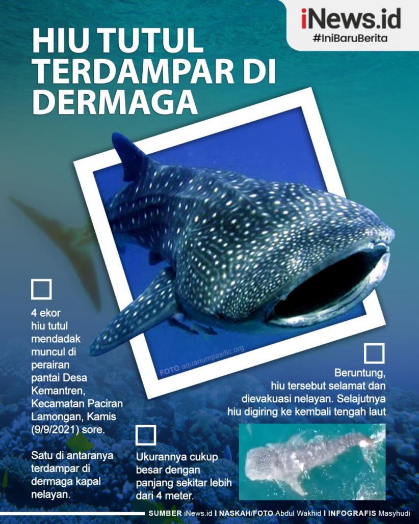 Infografis Hiu Tutul Terdampar di Dermaga