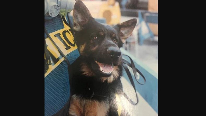 Kisah Anjing Heroik saat Tragedi Serangan Teroris 11/9 di WTC