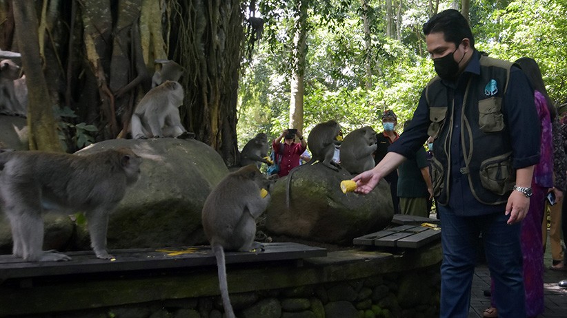 Erick Thohir Berikan Bantuan Pakan untuk 1.200 Kera Penghuni Monkey Forest - Bagian 2