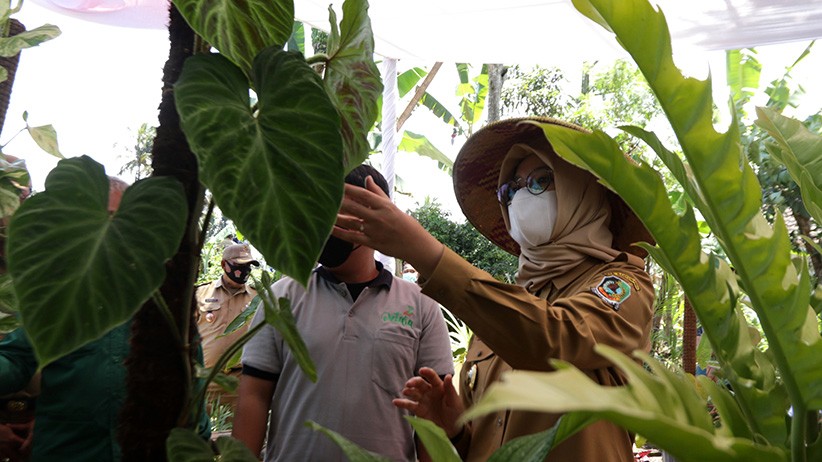 Tanaman Hias Monstera dan Philodendron Tembus Pasar Ekspor Singapura - Bagian 2