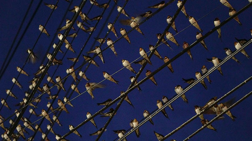 Migrasi, Ribuan Burung Layang-Layang Asia Mampir ke Kota Yogyakarta - Bagian 1