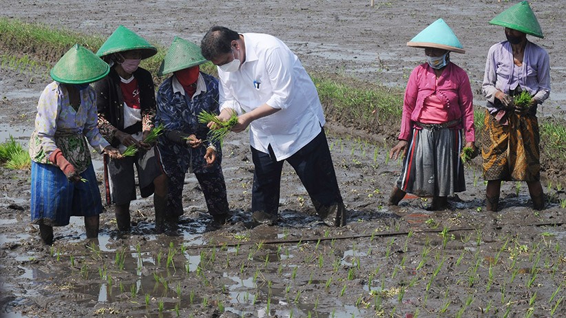 Masuk ke Sawah, Menko Airlangga Hartarto Bantu Petani Tanam Padi - Bagian 1