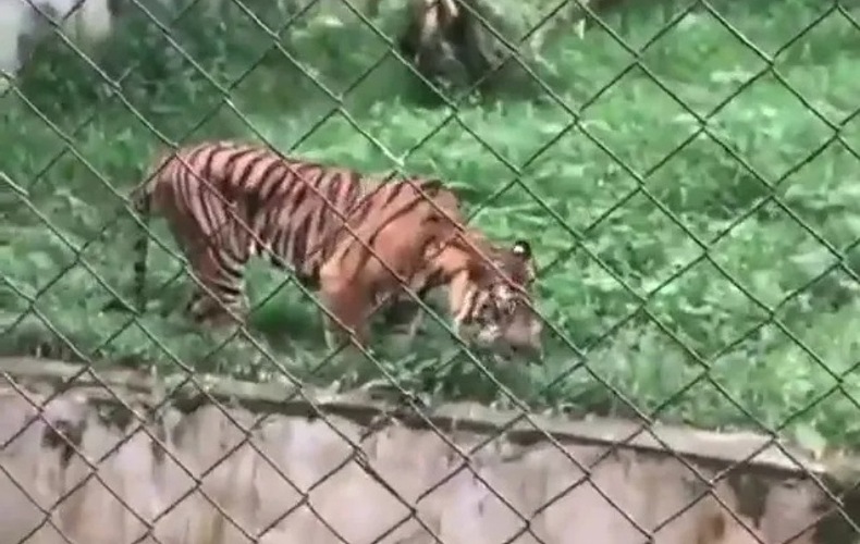 Viral Harimau di Medan Zoo Makan Rumput, Dokter Hewan: Itu Hal yang Wajar
