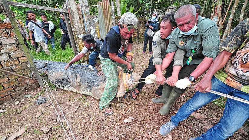 Puluhan Ekor Buaya Dievakuasi dari Penangkaran Terbengkalai di Muaro Jambi - Bagian 2