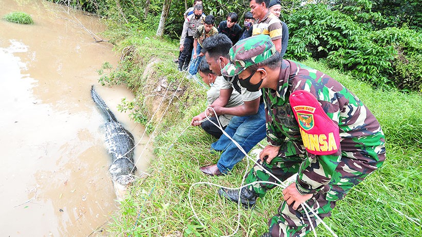 Puluhan Ekor Buaya Dievakuasi dari Penangkaran Terbengkalai di Muaro Jambi - Bagian 3