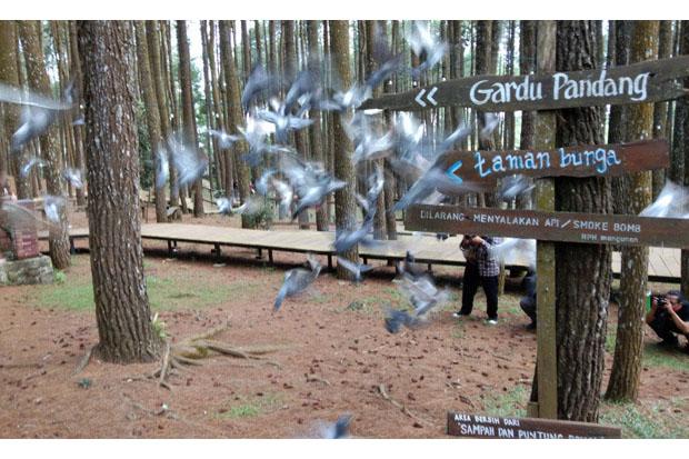  7 Tempat Wisata di Bantul, Nomor 3 Mirip di Arab
