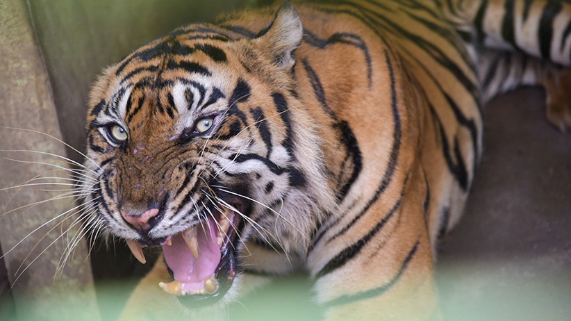 Ngeri, Balita Sedang Tidur di Siak Diserang Harimau dalam Rumah