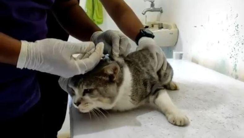 Ratusan Hewan di Kota Pekalongan Divaksin Antirabies 
