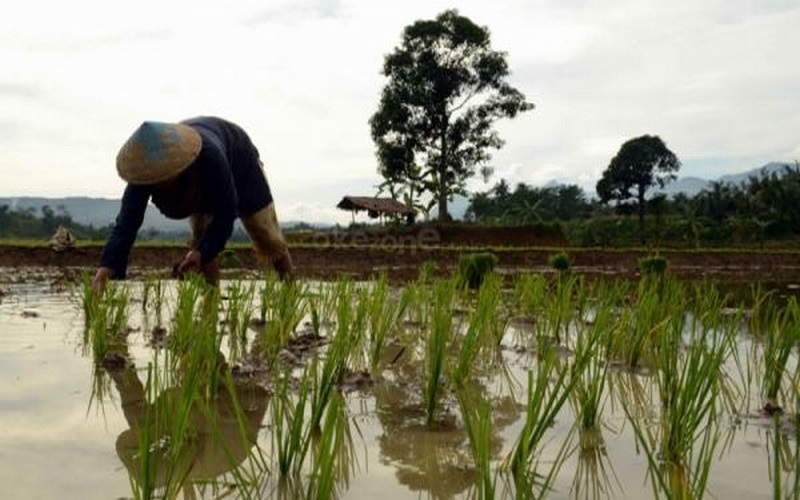 300 Hektare Rawa di OKU Akan Dijadikan Lahan Pertanian