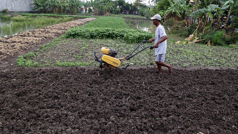 Minat Bertani Semakin Turun, Jawa Barat Hadapi Krisis Petani Muda 