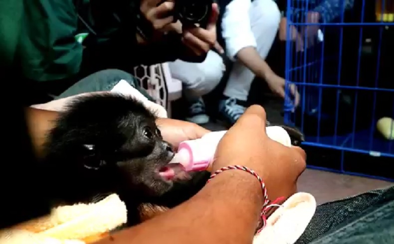 Bayi Owa Siamang Bupati Badung Dikembalikan ke Sumatera