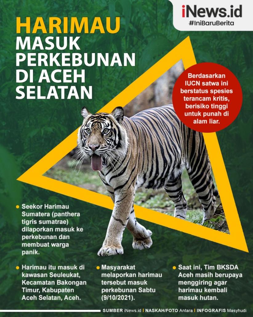 Infografis Harimau Sumatera Masuk ke Perkebunan Warga