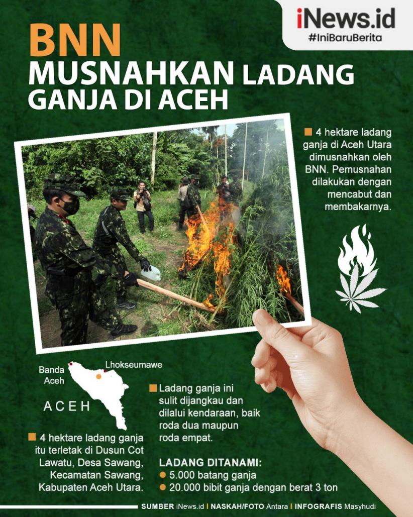 BNN Musnahkan 4 Hektare Ladang Ganja di Aceh Utara