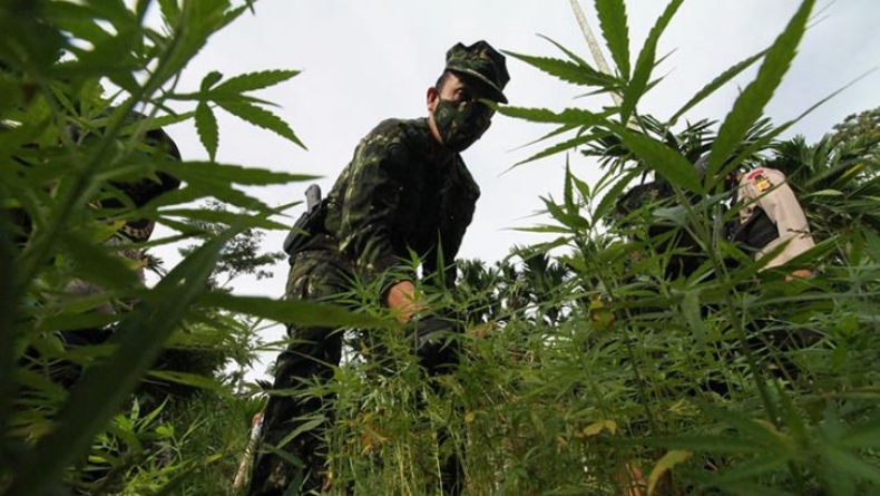 BNN Temukan 4 Hektare Lahan Ganja di Aceh Utara