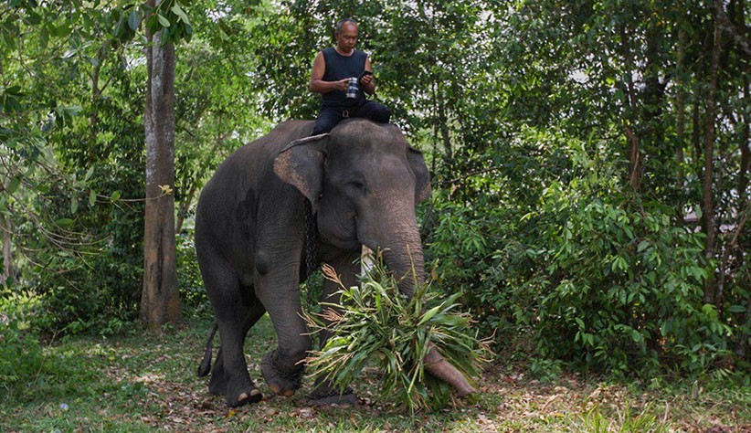 Begini Momen Pawang bersama Gajah di Taman Nasional Way Kambas - Bagian 1