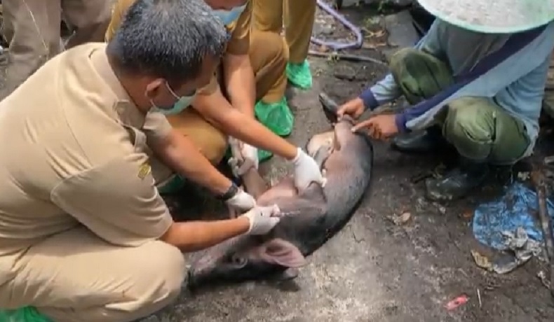 Mati Perlahan, Puluhan Ekor Babi di Palangka Raya Terjangkit Virus ASF