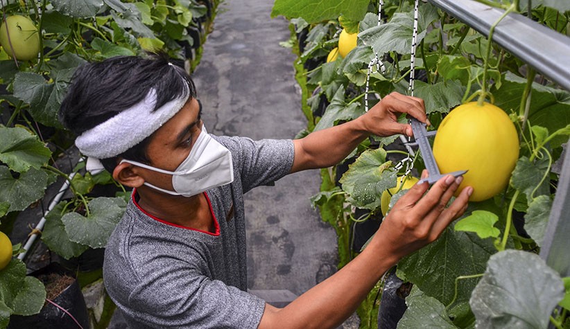 Petani Milenial Budi Daya Melon dengan Sistem Green House - Bagian 1