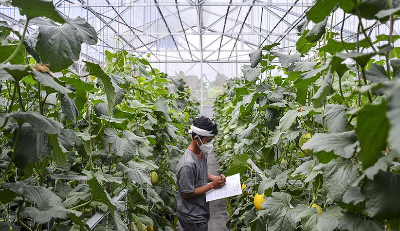 Petani Milenial Budi Daya Melon dengan Sistem Green House - Bagian 2