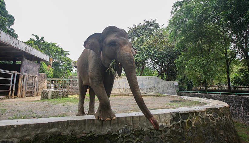 Mulai Besok Ragunan Dibuka, Catat Jadwal Operasional dan Cara Pembelian Tiket - Bagian 3