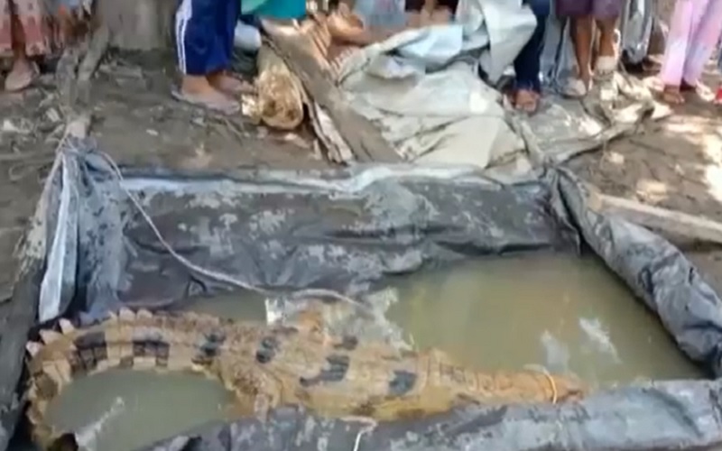 Buaya Sapit Warna Kuning Terperangkap Jebakan Ikan Milik Warga