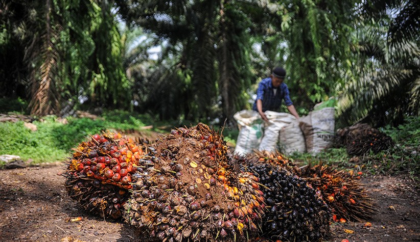 Produksi Minyak Sawit Mentah Diproyeksikan Capai 54,7 Juta Ton Tahun 2022 - Bagian 3