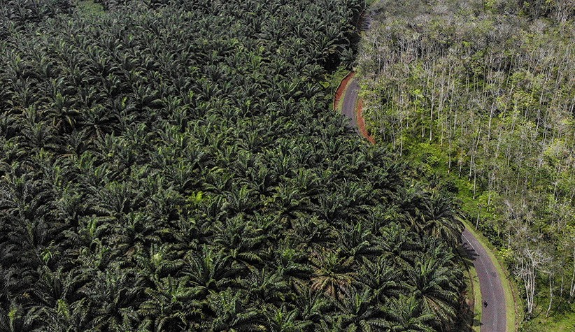 Produksi Minyak Sawit Mentah Diproyeksikan Capai 54,7 Juta Ton Tahun 2022 - Bagian 2