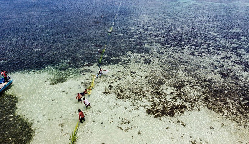 Tradisi Wer Warat Maluku Tenggara, Tangkap Ikan dengan Tali dan Daun Kelapa - Bagian 1