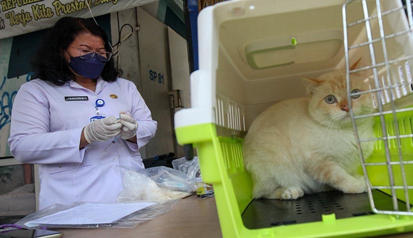 Masyarakat Mulai Peduli Vaksin Rabies Hewan Peliharaan - Bagian 3