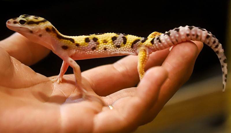 Ragam Hewan Eksotis dari Kadal-Salamander di Exotique Pet Expo - Bagian 1