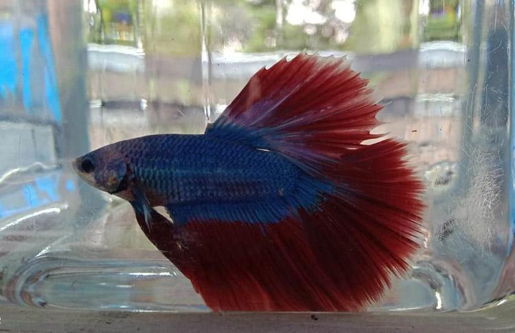Ratusan Ikan Cupang meriahkan Kontes Ngayogyakarta Beta Flare