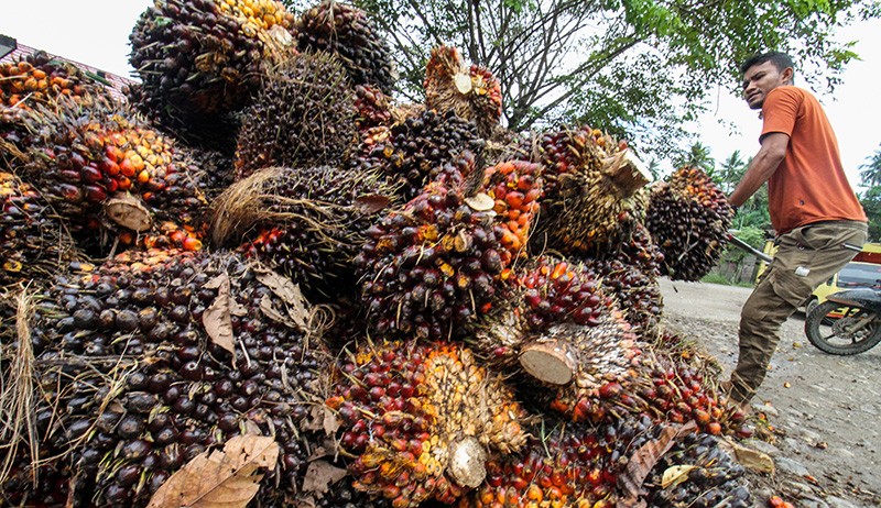 Permintaan CPO Tinggi, Harga Kelapa Sawit Naik - Bagian 1