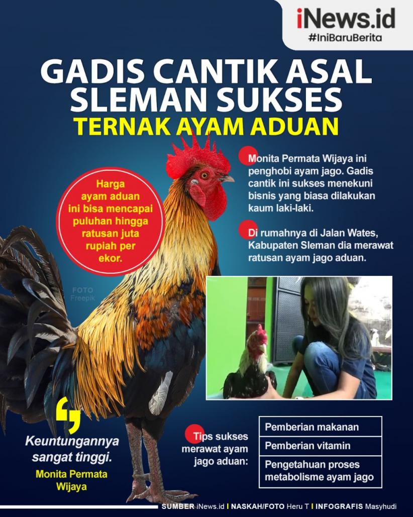 Infografis Gadis Cantik asal Sleman Sukses Ternak Ayam Aduan