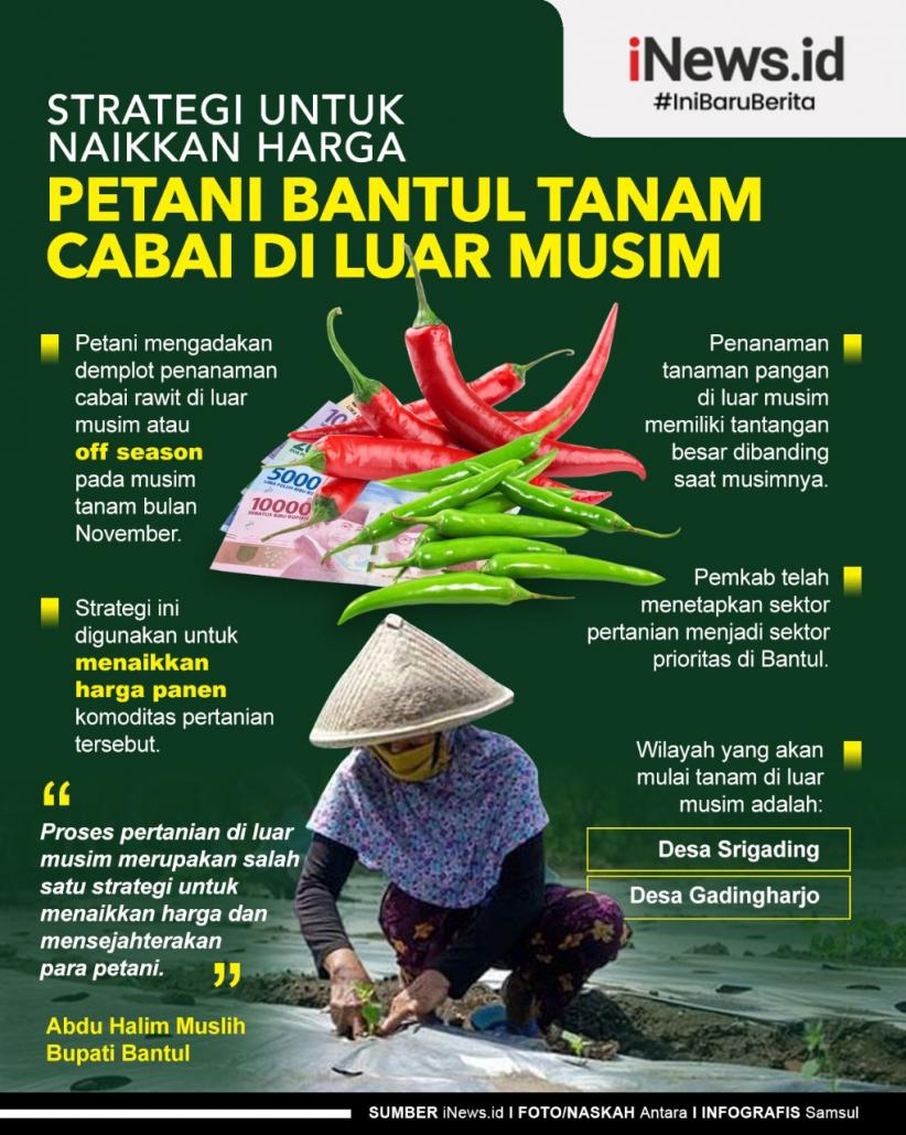 Infografis, Strategi untuk Naikkan Harga Petani Bantul Ini Tanam Cabai di Luar Musim