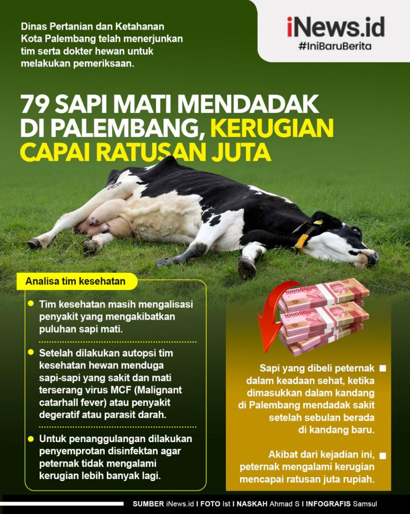 Infografis 79 Sapi Mati Mendadak di Palembang